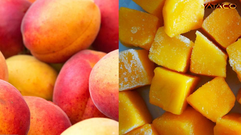 Producción agroindustrial de mango congelado en Ica alcanzó los 2.446.220 kilos