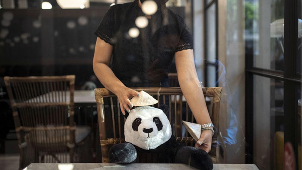 Pandas de peluches promueven la distancia social, en este restaurante